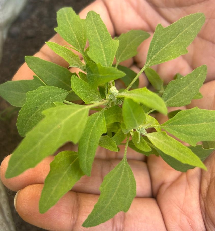 बथुआ (Chenopodium album)